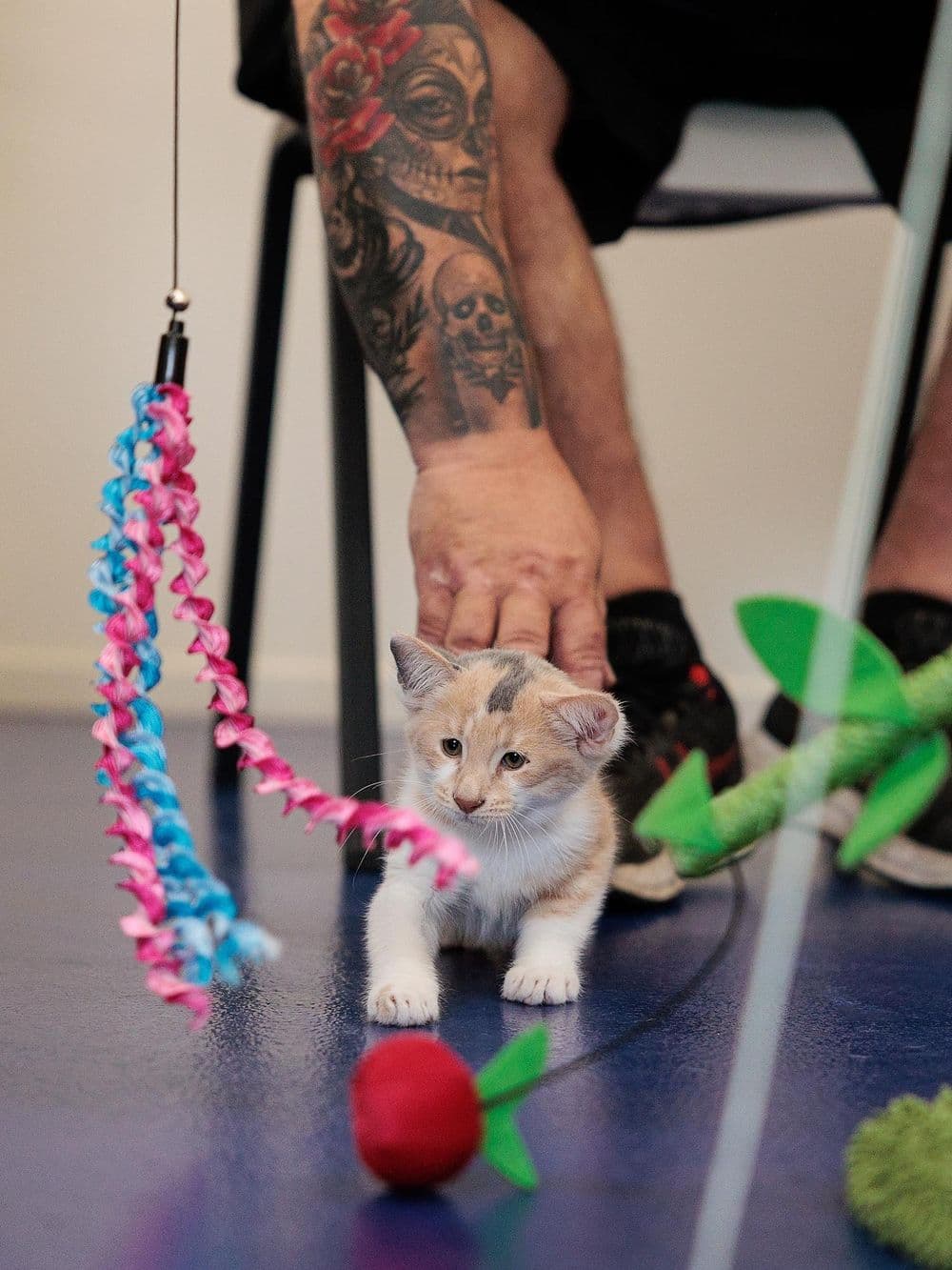 A close-up shot of a small, fluffy orange and white kitten on a blue floor. The kitten looks at a colorful toy hanging from a string. In the background, a person's hand with tattoos on their arm is visible, reaching affectionately towards the kitten.