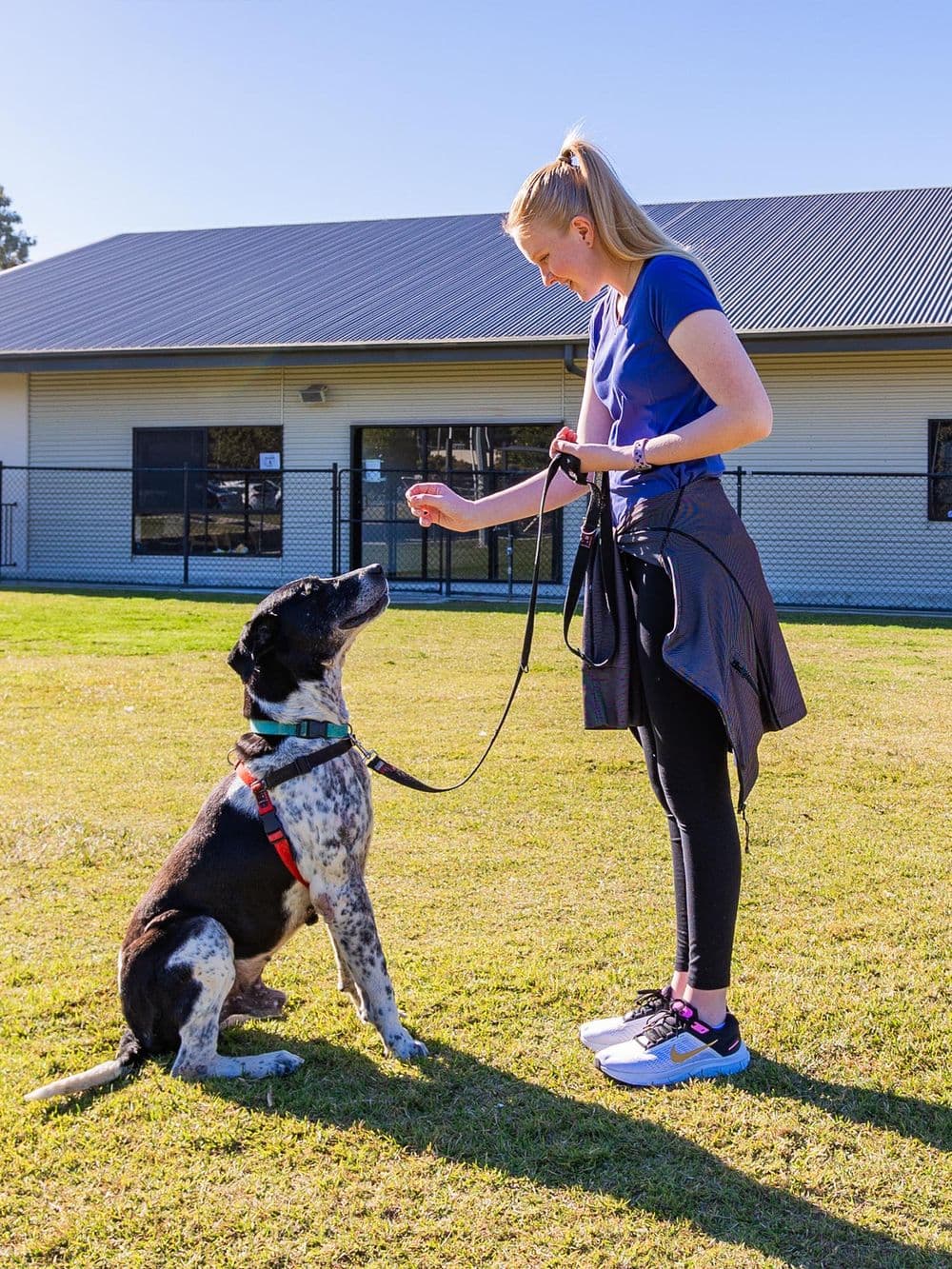 A young blonde woman in a blue shirt and black leggings is outdoors, training a large black and white speckled dog. She is holding a treat in her hand, and the dog is sitting attentively, looking up at her. They are in a grassy, fenced area in front of a building.