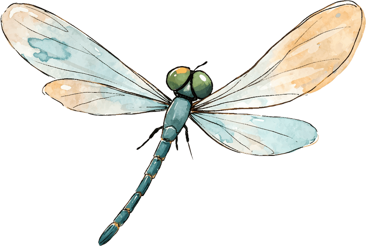 Illustration of a dragonfly